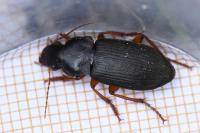 Pseudoophonus rufipes