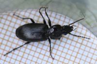 Pterostichus nigrita