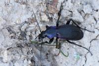 Carabus violaceus