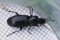 Pterostichus nigrita