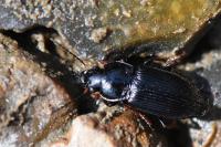 Anisodactylus binotatus