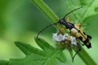 Rutpela maculata