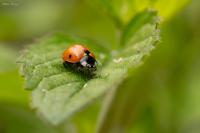 Coccinella septempunctata
