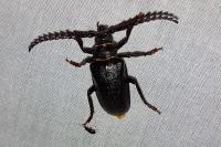 Prionus coriarius