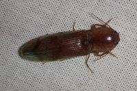 Stenagostus rhombeus
