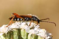 Stenopterus rufus