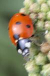 Coccinella septempunctata