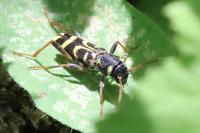 Xylotrechus arvicola