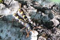 Xylotrechus arvicola