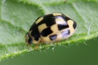 Propylea quatuordecimpunctata