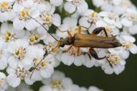 Oedemera podagrariae