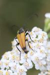 Stictoleptura fulva