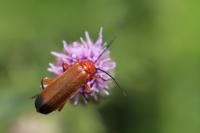Rhagonycha fulva