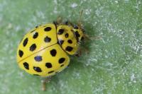 Psyllobora vigintiduopunctata