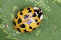Harmonia axyridis