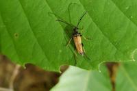 Stictoleptura rubra