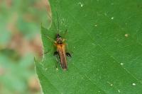 Oedemera podagrariae