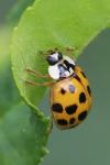 Harmonia axyridis