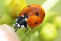 Coccinella septempunctata