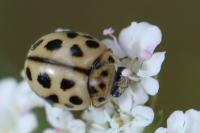 Tytthaspis sedecimpunctata