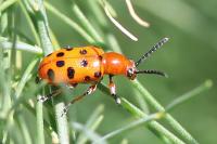 Crioceris duodecimpunctata