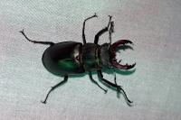 Lucanus cervus
