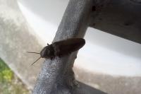 Athous haemorrhoidalis