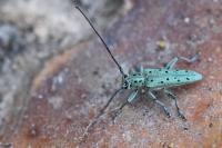 Saperda punctata