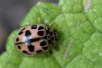 Oenopia conglobata