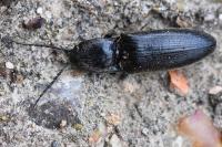 Hemicrepidius hirtus