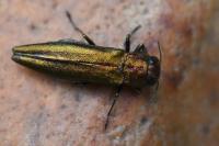 Agrilus
