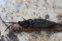 Hemicrepidius hirtus