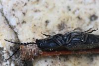 Hemicrepidius hirtus