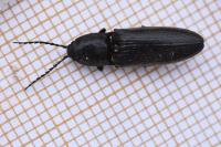 Hemicrepidius hirtus