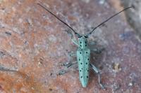 Saperda punctata