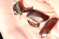 Lucanus cervus cervus