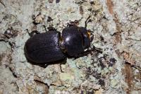 Dorcus parallelipipedus