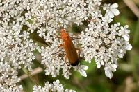 Rhagonycha fulva
