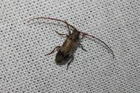 Exocentrus adspersus