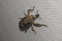 Gasterocercus depressirostris