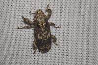 Gasterocercus depressirostris