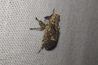 Gasterocercus depressirostris