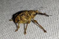 Curculio