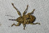 Curculio