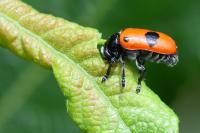 Clytra laeviuscula