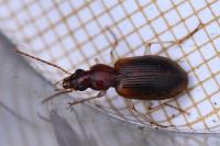 Paranchus albipes