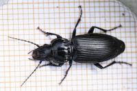 Pterostichus melanarius