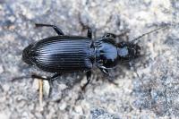 Pterostichus melanarius