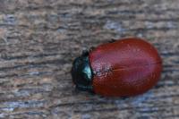Chrysomela tremula