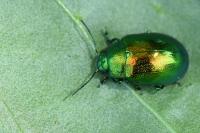 Chrysolina graminis